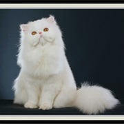 White Cat