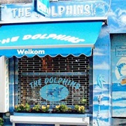 The Dolphins