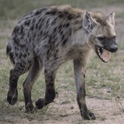 Own a Hyena