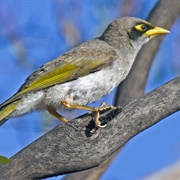 Black-Eared Miner