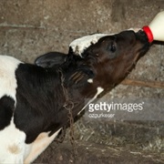 Bottle Feed a Baby Animal