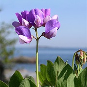 Sea Pea / Sea Vetchling (Lathyrus Japonicus)