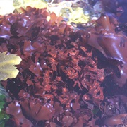 Irish Moss (Chondrus Crispus)