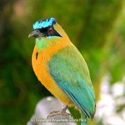 Turquoise-Browed Motmot (Multiple)