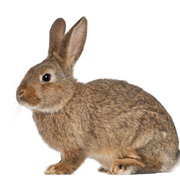 Male Rabbits Are Called Bucks.
