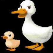 Ducks (Harvest Moon)
