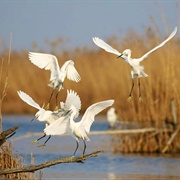 Riserva Naturale Regionale Della Valle Cavanata