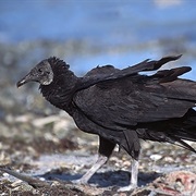 Black Vulture