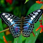 Blue Clipper Butterfly