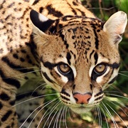 Ocelot