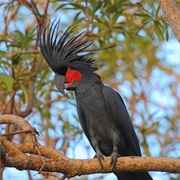 Palm Cockatoo