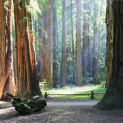 Armstrong Redwoods State Natural Reserve, California