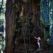 Redwood National Park - United States
