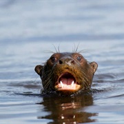 Spot the Giant Amazon River Otter