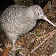 Little Spotted Kiwi