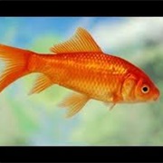 Comet Goldfish