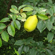 Chinese Quince (Pseudocydonia)