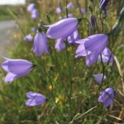Harebell