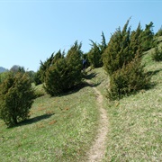 Weg P 9 Wacholderpfad Roßbach