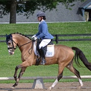 American Sport Pony