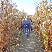 Get Lost in a Corn Maze