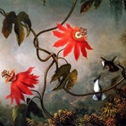 Martin Johnson Heade