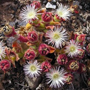 Common Iceplant (Mesembryanthemum Crystallinum)