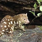 Butterleaf National Park (NSW)