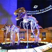 Dinosaur Fossils in Ulaanbaatar, Mongolia