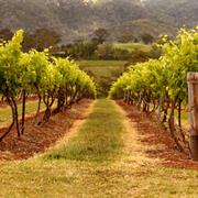 The Hunter Valley, New South Wales