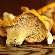 Chanterelle