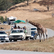 Wildlife Safari