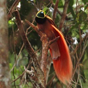 Raggiana Bird of Paradise (Papua New Guinea)