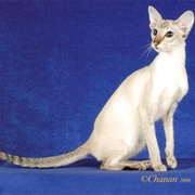 Colorpoint Shorthair