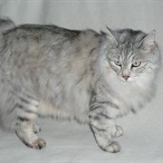 Kurilian Bobtail