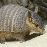 Hairy Armadillo