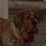 Cujo