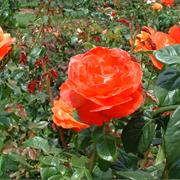 Portland Rose Gardens