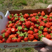 Strawberries Picked Fresh From the Field