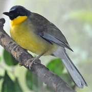 Blue-Crowned Laughingthrush
