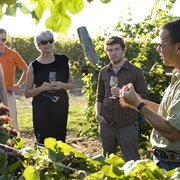 Visit a Vineyard