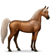 Arabian Horse - Flaxen Chestnut