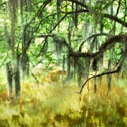 Lee State Natural Area, South Carolina