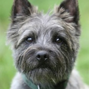 Terry (Aka Toto Wizard of OZ)