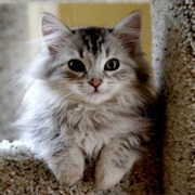 British Semi-Longhair Cat