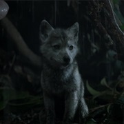 Baby Wolf