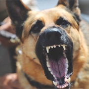 Dog Attack