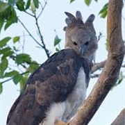 Harpy Eagle