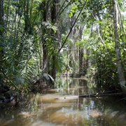 Gola Rainforest National Park, Sierra Leone