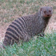 Banded Mongoose